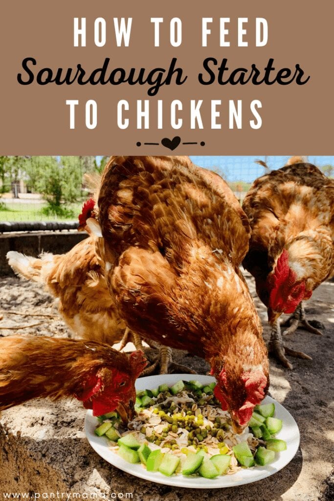 How to feed sourdough starter to chickens - don't waste sourdough discard