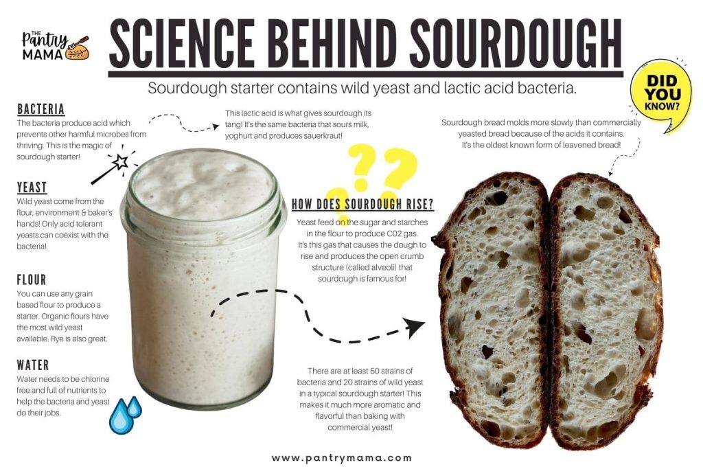 Infographic explaining the science behind sourdough - including the role of wild yeast and bacteria in rising sourdough bread.