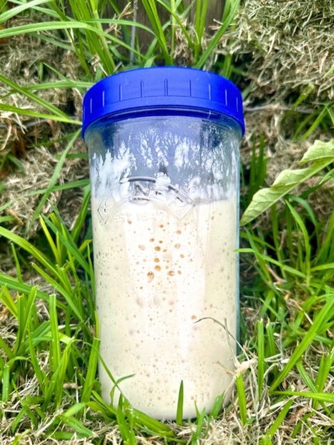 Wild sourdough yeast in a plastic container with a blue lid.